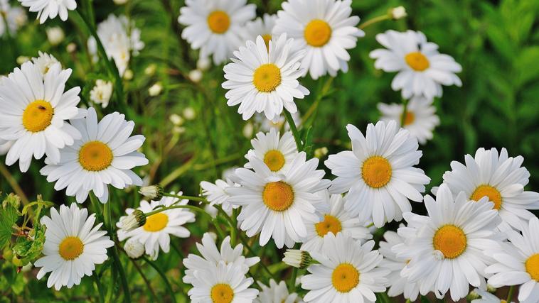 ¿Qué flor regalar para San Valentín? Este es el significado para acertar según lo que quieras expresar