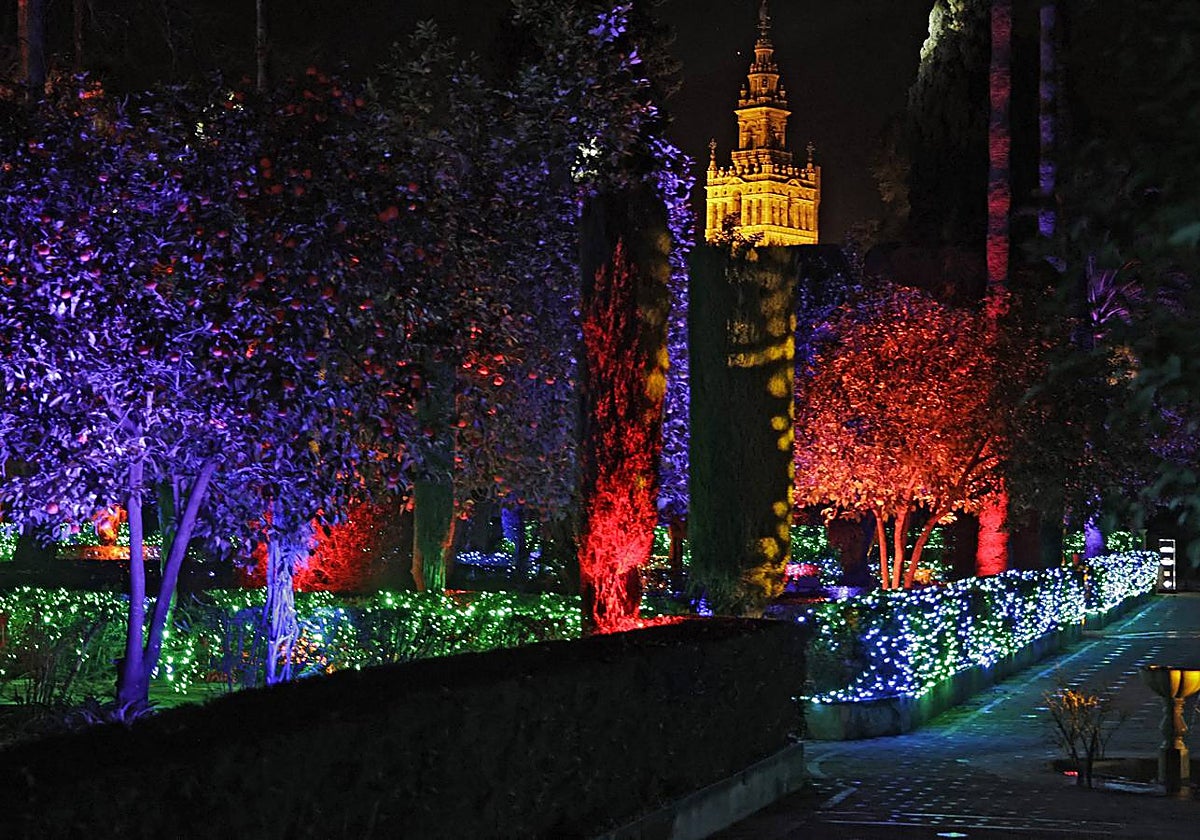 La vegetación se 'enciende' de noche con la Giralda al fondo