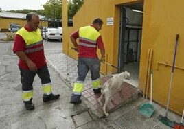 Sevilla se queda sin servicio nocturno de recogida de animales