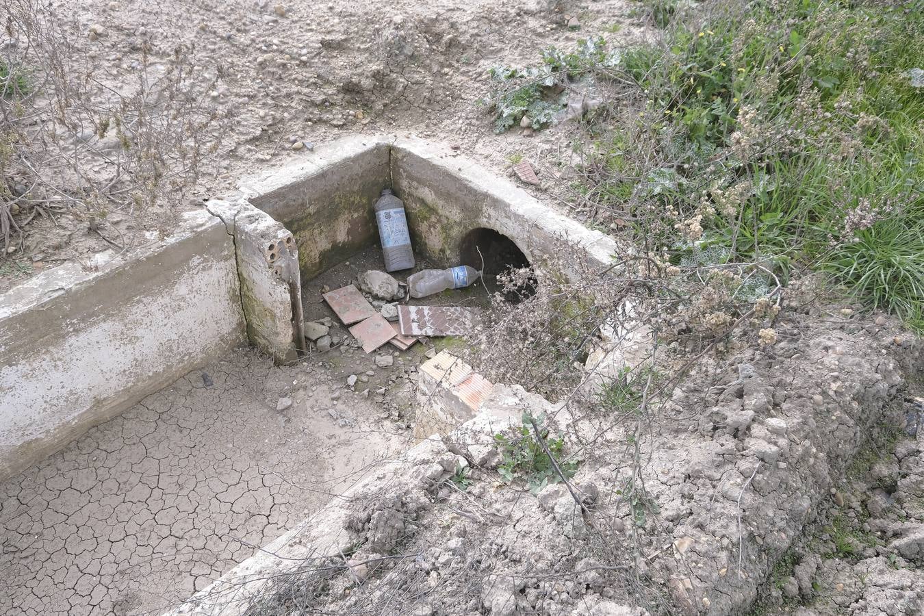 La sequía está causando estragos en los arrozales de Isla Mayor