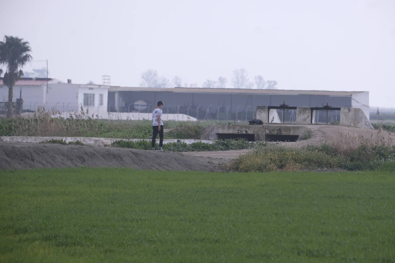 La sequía está causando estragos en los arrozales de Isla Mayor