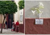 Sevillanos dejan flores en el Cachorro «en desagravio» después de que aficionados del Athletic orinaran junto a la puerta del templo