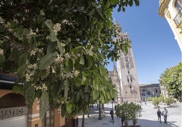Ambipur lanza un ambientador con aroma a Sevilla