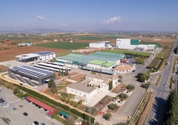 Los altos precios del aceite empujan al alza la facturación de Dcoop, con 1.409 millones de euros en 2023