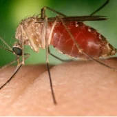 Cómo evitar riesgos frente al mosquito transmisor del virus del Nilo