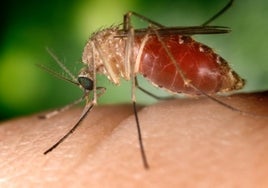 Cómo evitar riesgos frente al mosquito transmisor del virus del Nilo