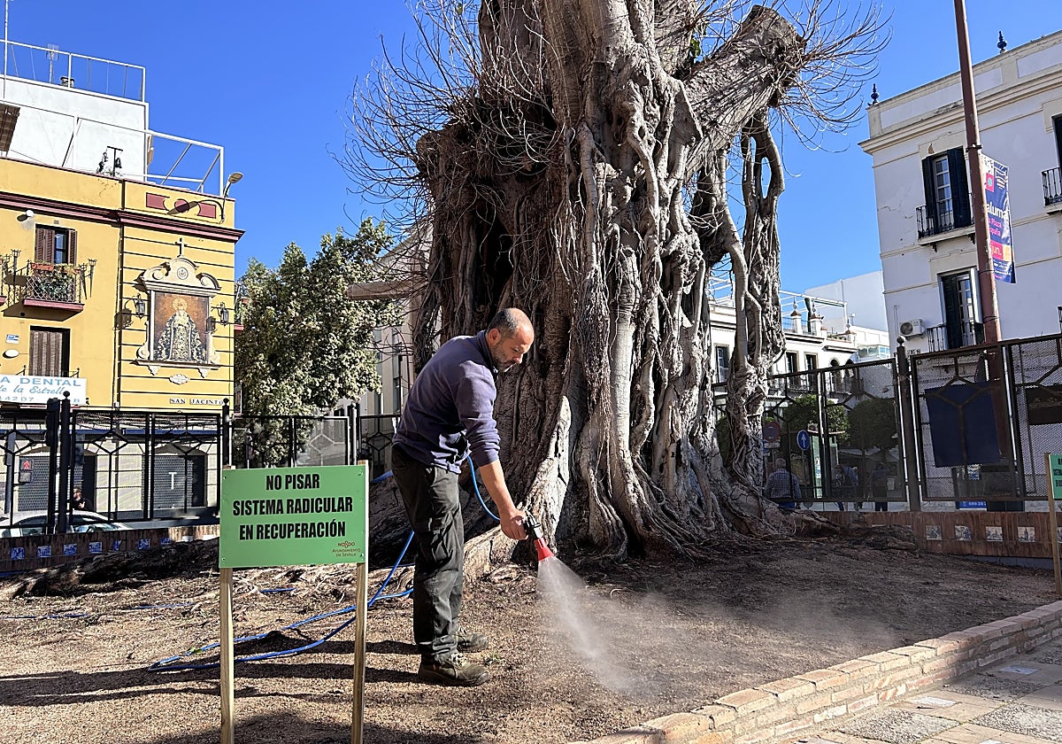 Un operario municipal trabajando sobre el ficus ubicado en la parroquia de San Jacinto