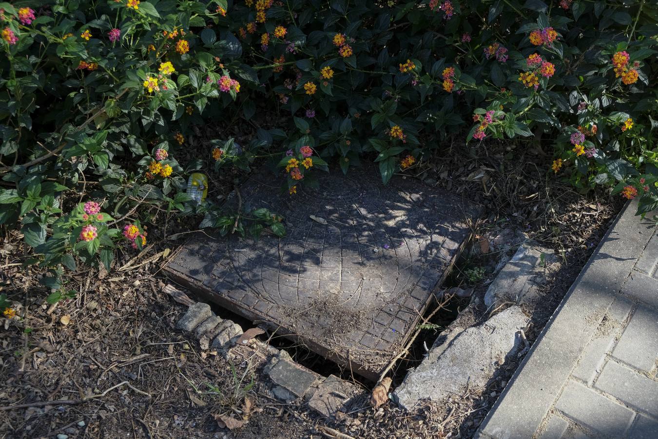 Deterioro y abandono en la orilla del río a su paso por La Cartuja y en el Paseo de Juan Carlos I