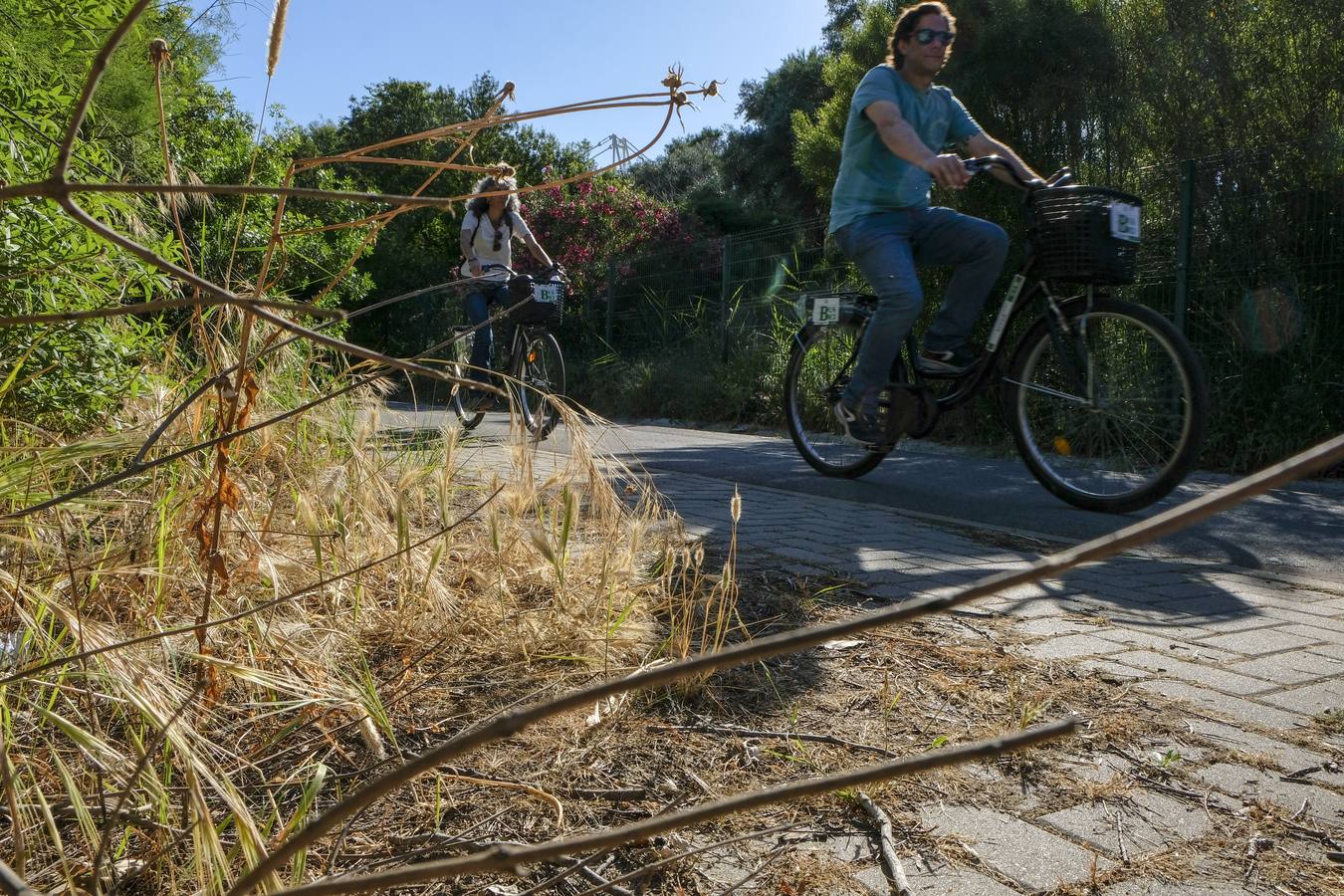 Deterioro y abandono en la orilla del río a su paso por La Cartuja y en el Paseo de Juan Carlos I