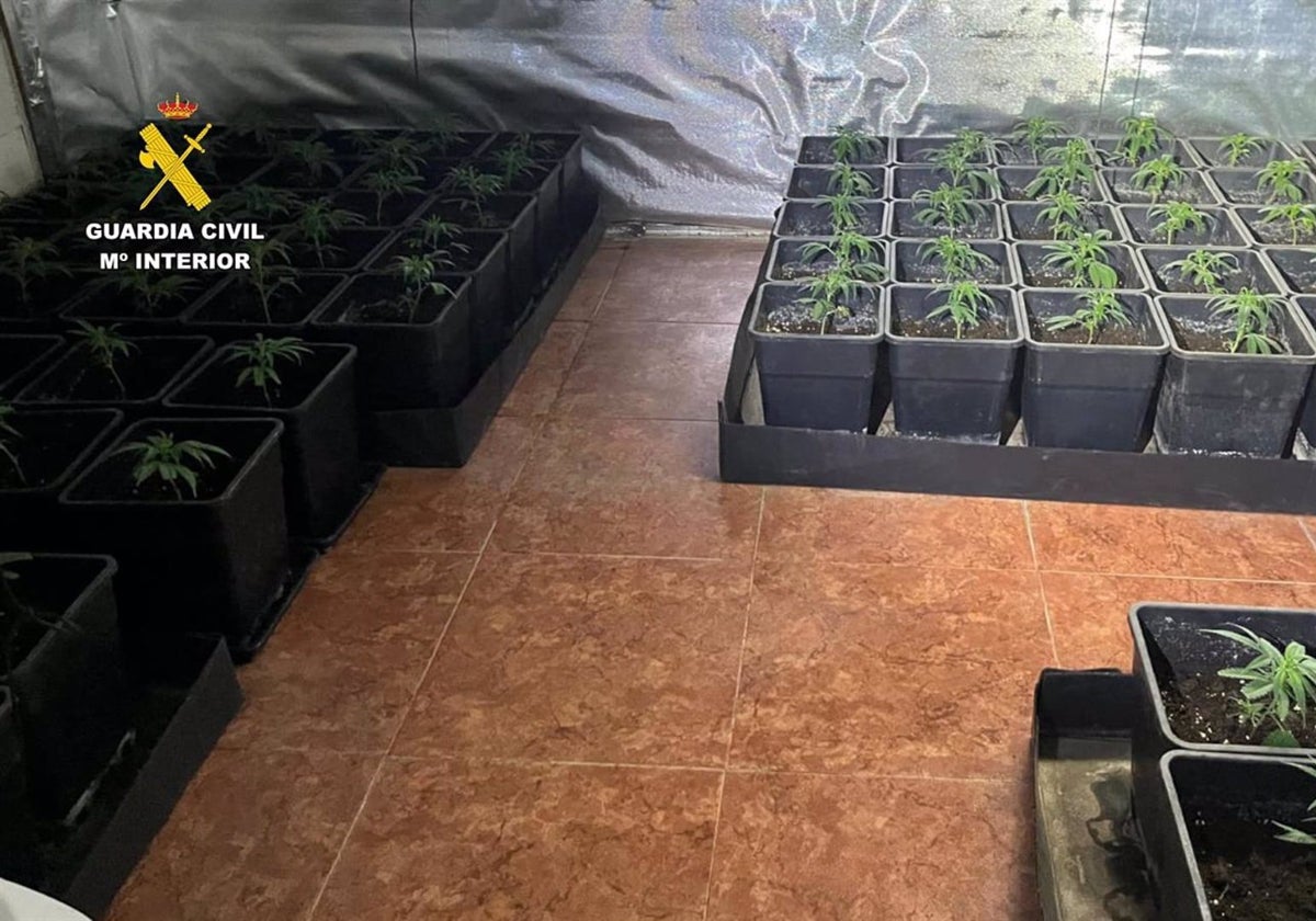 Imagen de varias plantas de marihuana