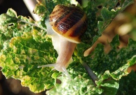 Andalucía importa 5.000 toneladas de caracol de Marruecos por valor de cuatro millones de euros