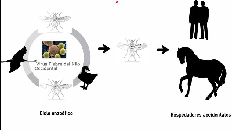 Ciclo de transmisión del Virus del Nilo