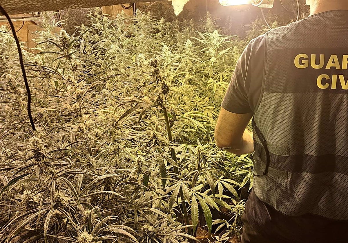 Imagen de una plantación de marihuana en el interior de una vivienda