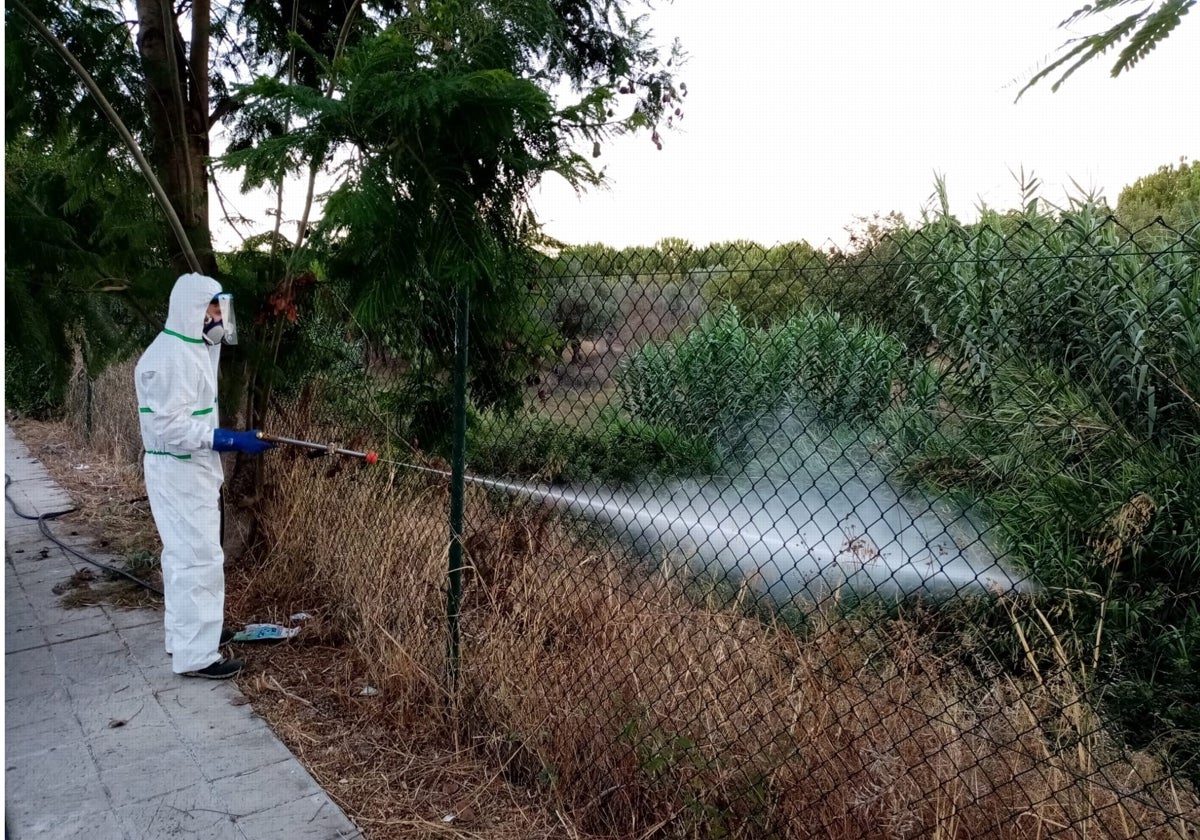 Una operario fumiga una zona afectada