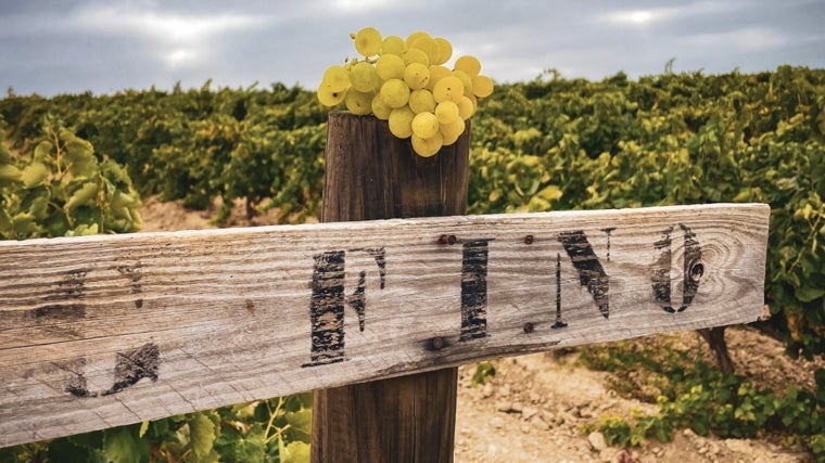 Viñedos de uvas de la variedad garrido fino de los hermanos Salado