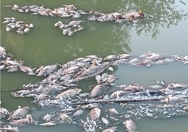 ¿Por qué murieron los peces del Parque del Tamarguillo en Sevilla?