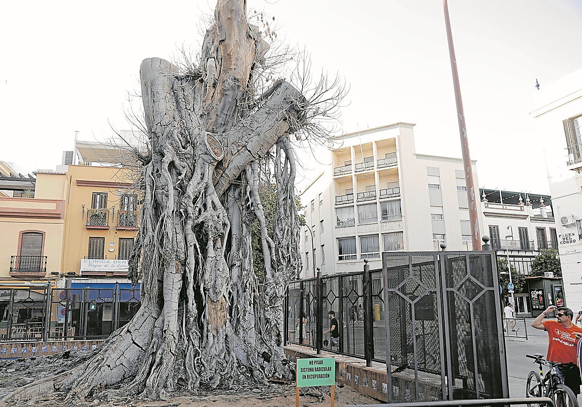Aspecto del ficus de San Jacinto a finales de agosto