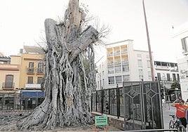 Muere el ficus de San Jacinto y el Ayuntamiento de Sevilla lo retirará