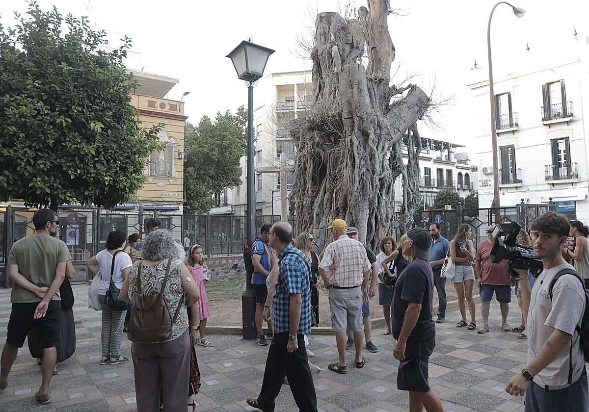 El ficus de San Jacinto en una imagen de finales de agosto pasado