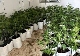 Okupan una casa de un pueblo de Sevilla para el cultivo de marihuana, pero salen huyendo tras arder el cuadro de luz