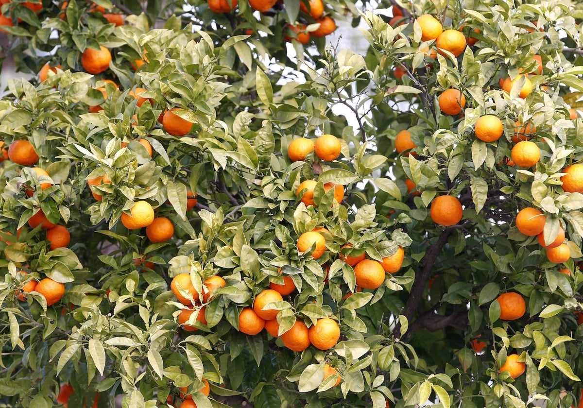 Los fondos de inversión se interesan en Andalucía por fincas de cítricos 'premium', entre otras