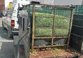 Robaron más de 600 kilos de aceitunas en un contenedor oculto en la finca en la que trabajaban en Sevilla