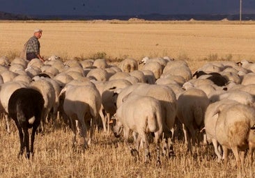 Los graves efectos comerciales que provocará la lengua azul en Andalucía