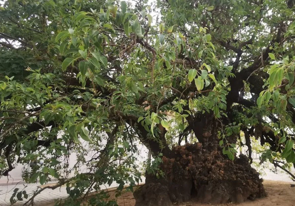 El ombú de Colón en la Cartuja de Sevilla