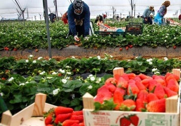 El sector de los frutos rojos de Huelva busca 500 trabajadores en Guatemala por la falta de mano de obra local