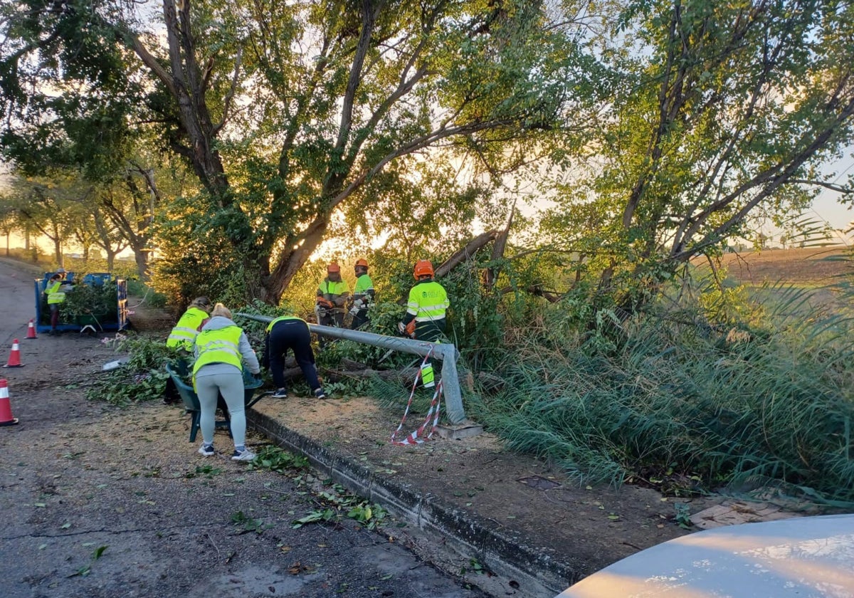 Los trabajadores municipales evaluando los daños registrados en la arboleda