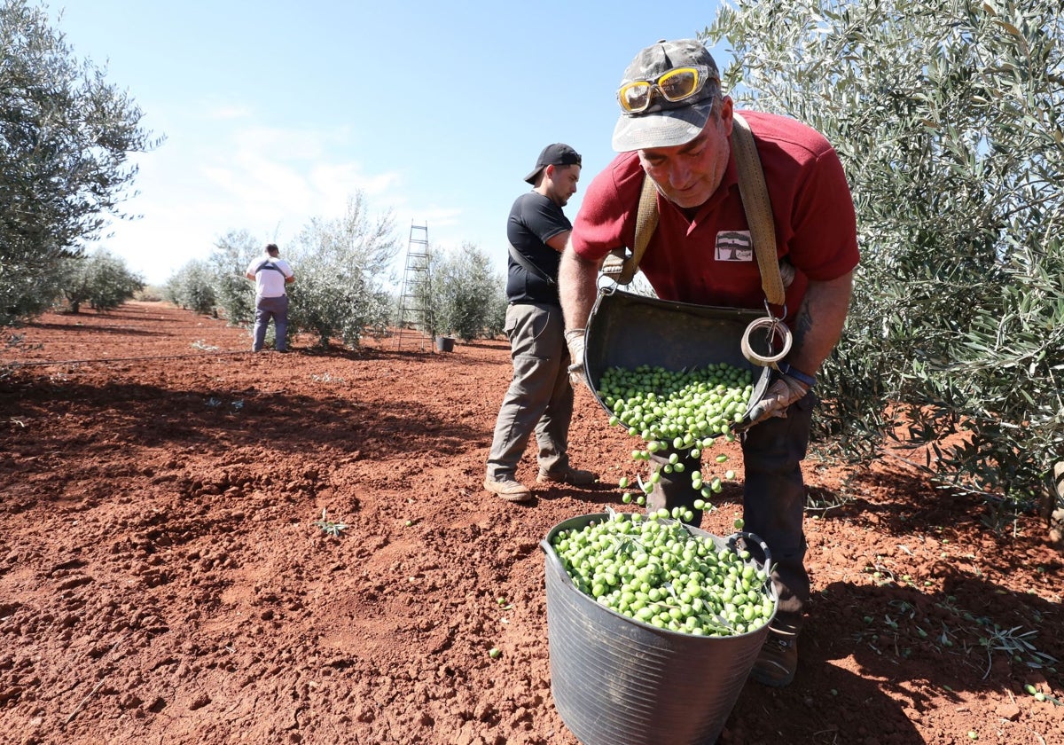 Recogida de aceituna de mesa en un finca de Córdoba