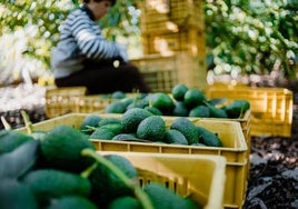 El aguacate rompe mitos y defiende su eficiencia hídrica