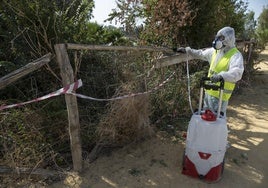 Ni la lluvia ni el otoño acaban con el virus del Nilo en Sevilla: Salud confirma diez nuevos casos