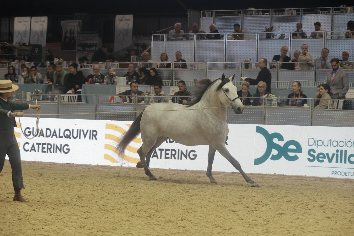 Durante la jornada del jueves en Fibes se pudieron contemplar magníficos ejemplares de caballos