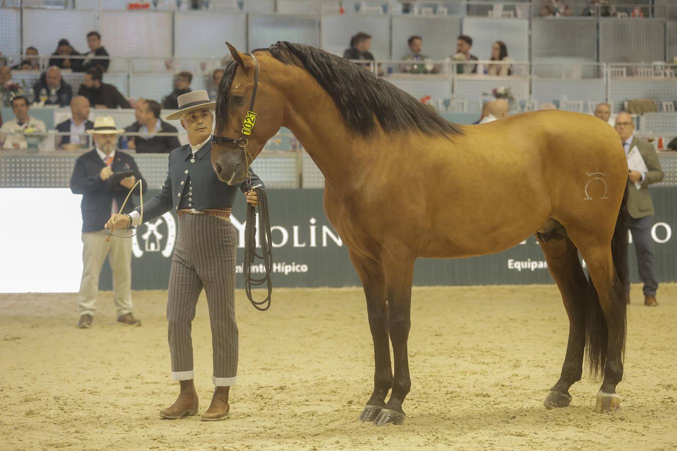 Durante la jornada del jueves en Fibes se pudieron contemplar magníficos ejemplares de caballos