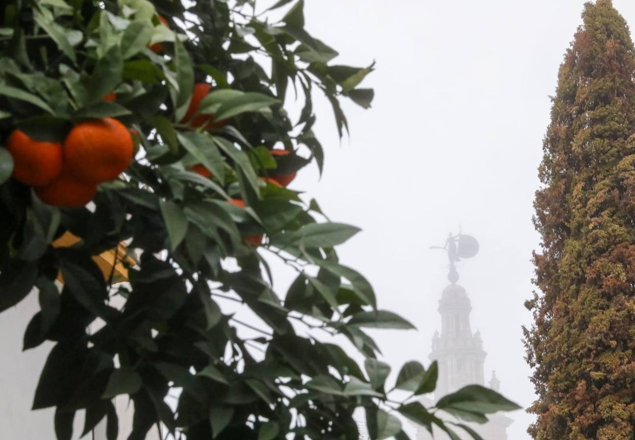 Estampas bonitas y fantasmagóricas a la vez de los rincones de Sevilla con niebla