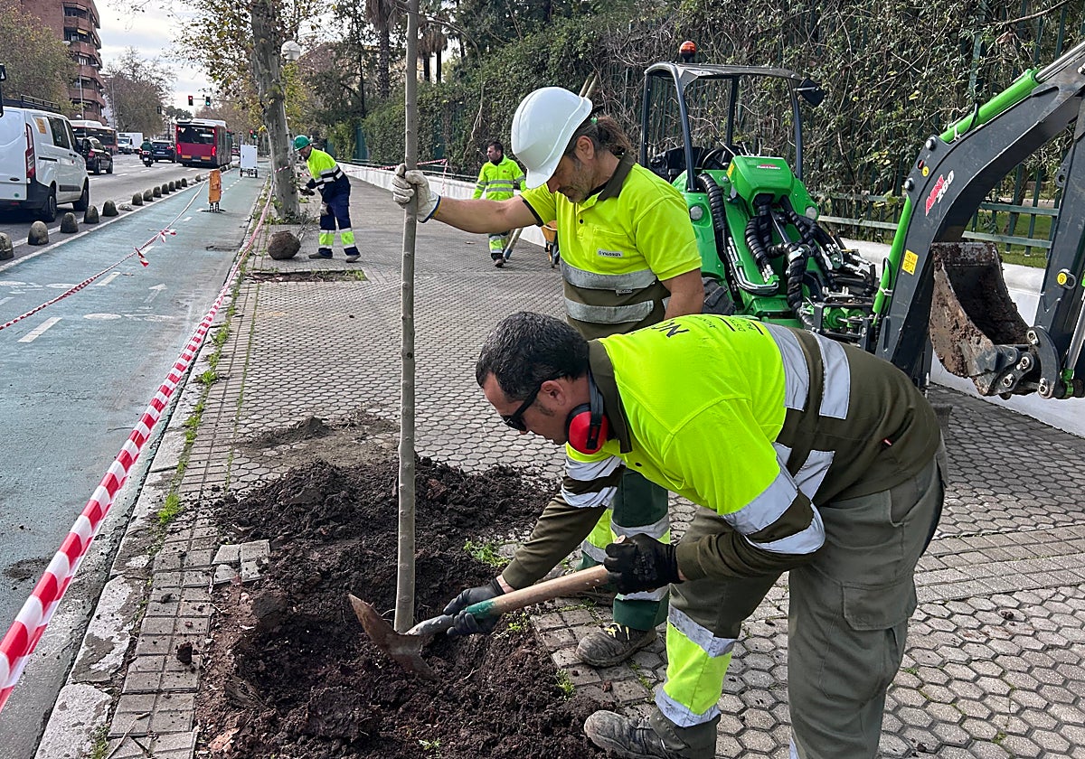 Plantación de árboles en la avenida de la Borbolla