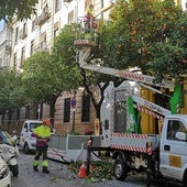 Operarios de Lipasam recogiendo naranjas