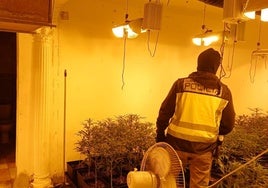 Una nueva fase de la operación Vulcano en las Tres Mil Viviendas de Sevilla desmantela dos plantaciones de marihuana