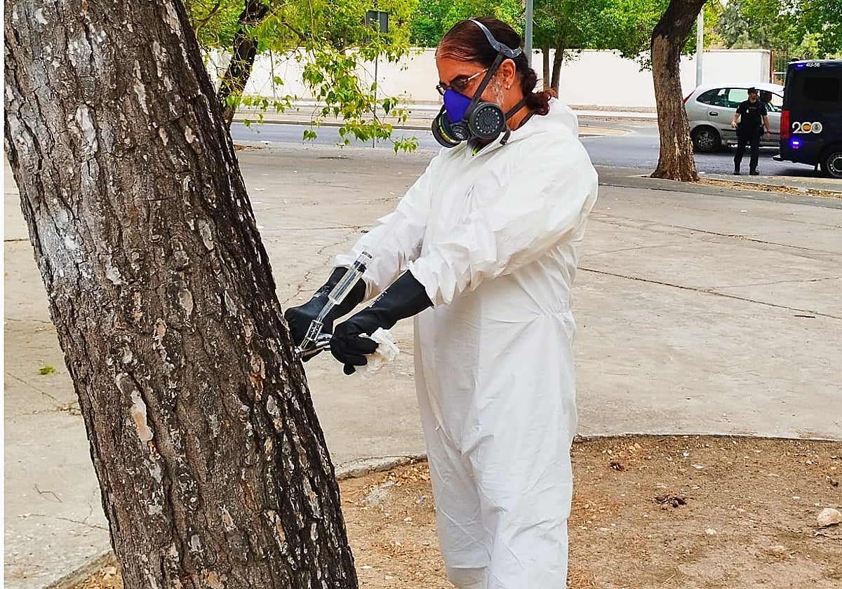 Un operario municipal practicando una endoterapia a un pino
