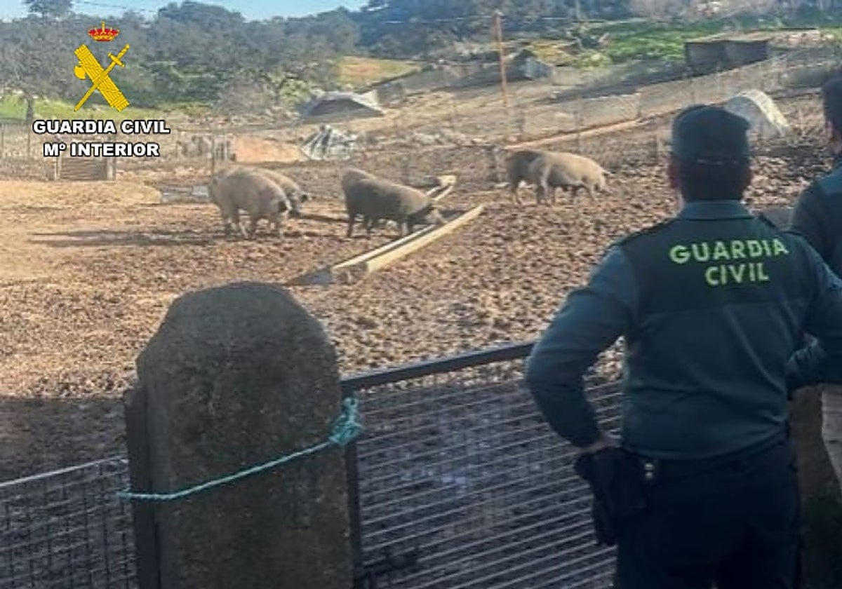 Agentes de la Guardia Civil, junto a los cerdos robados