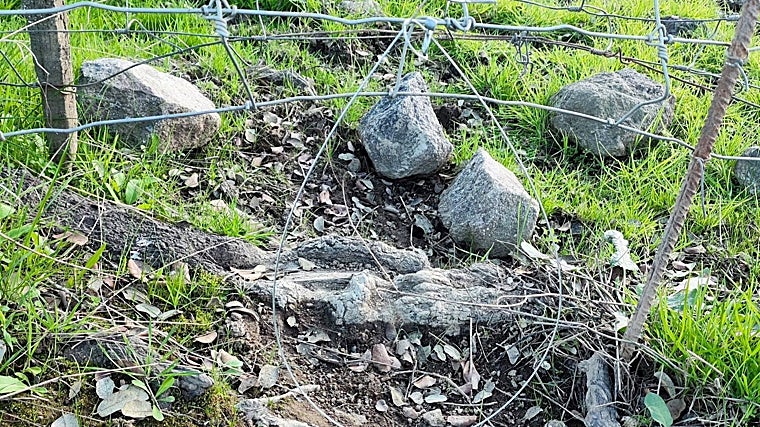 Los lazos estaban colocados en las zonas de paso de estos animales