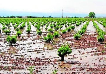 Balance de los efectos de las lluvias en los cultivos andaluces: un alivio hídrico que enfrenta desafíos fitosanitarios y daños en la producción
