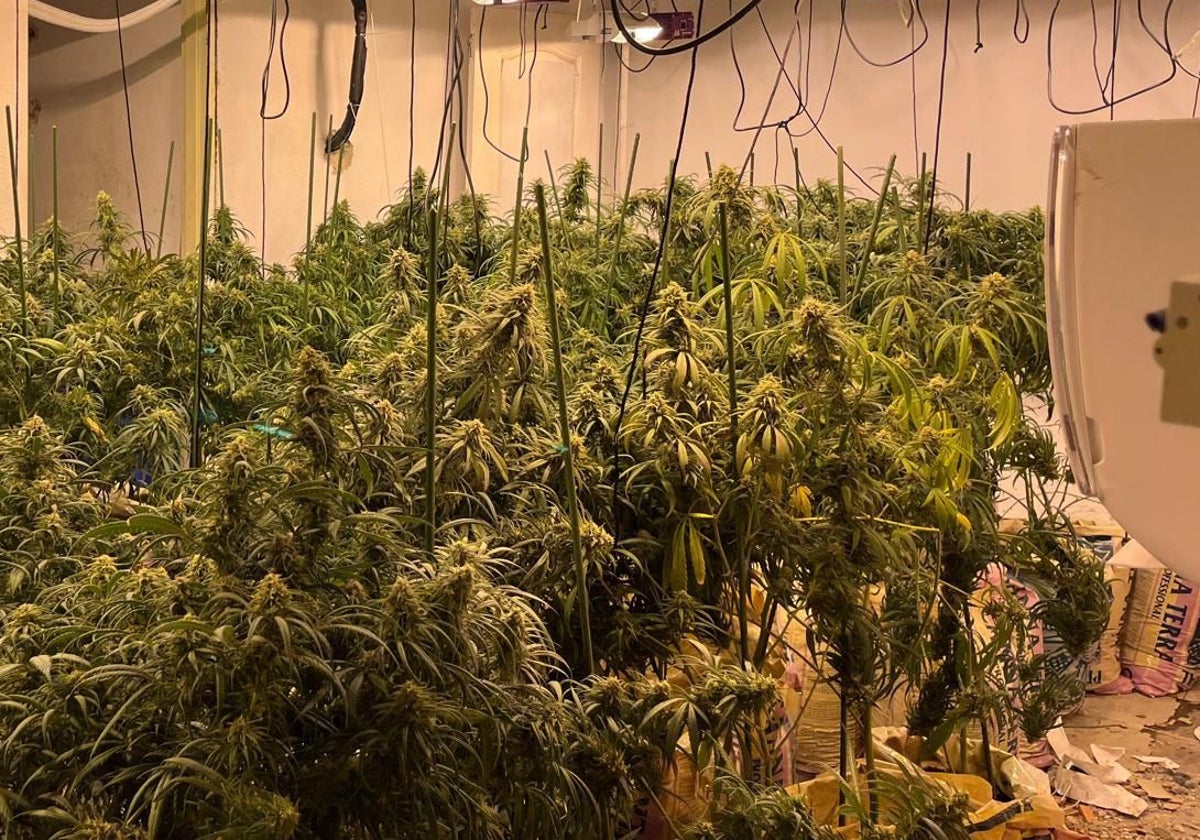 Se encontraron más de 1.800 plantas de marihuana en un edificio de las Tres Mil Viviendas de Sevilla