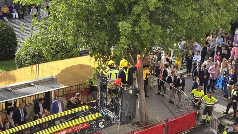 Los bomberos retirando las ramas de uno de los árboles de la Plaza del Duque