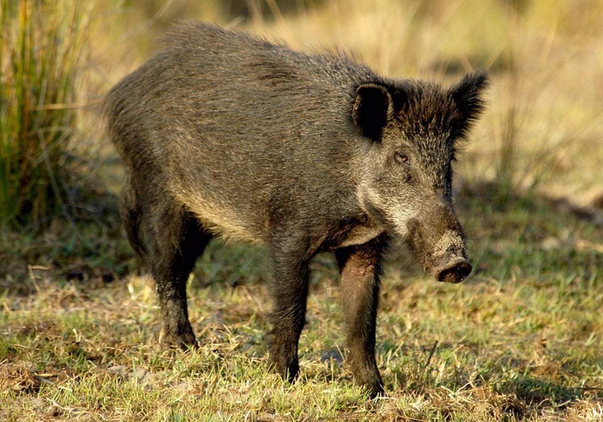 Se investiga la presencia de jabalíes en el parque de Miraflores