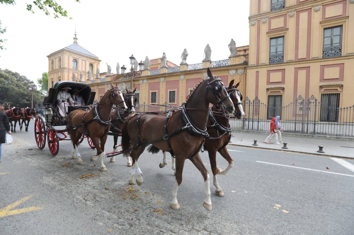 Paseo de los enganches por El Prado, San Telmo y la Plaza de España
