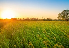 El arroz asiático pone en jaque a los productores del Guadalquivir