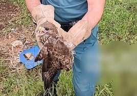 La Guardia Civil rescata un águila ratonera atrapada en un alambre de espino en El Pedroso