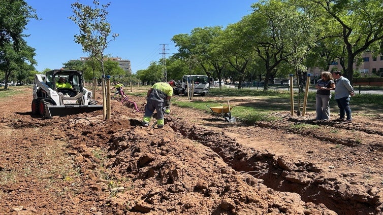 El Ayuntamiento transforma una parcela abandonada de Sevilla Este en una zona verde con más de 70 árboles